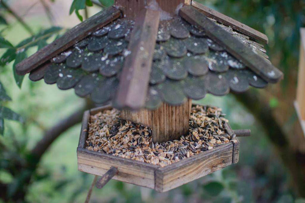 Festival of the Birds at Clinton Community Library