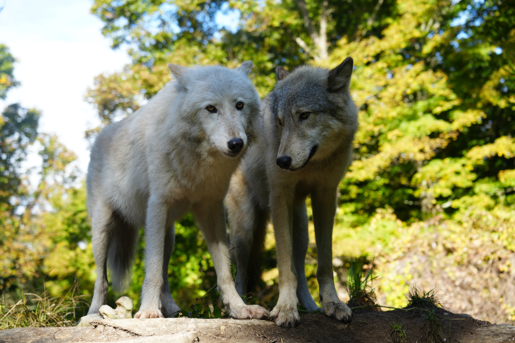 Amazing Adaptations of Wolves Program at the Mid-Hudson Discovery Museum