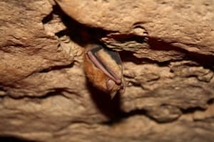 Bats at Bernheim