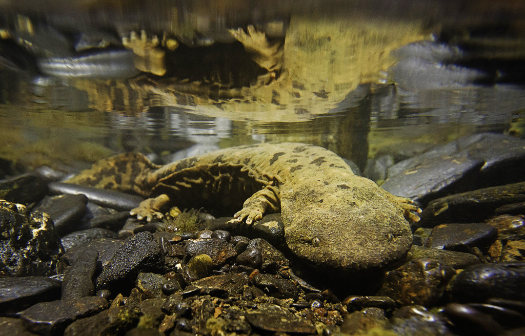Saving America's Largest Salamander The Hellbender