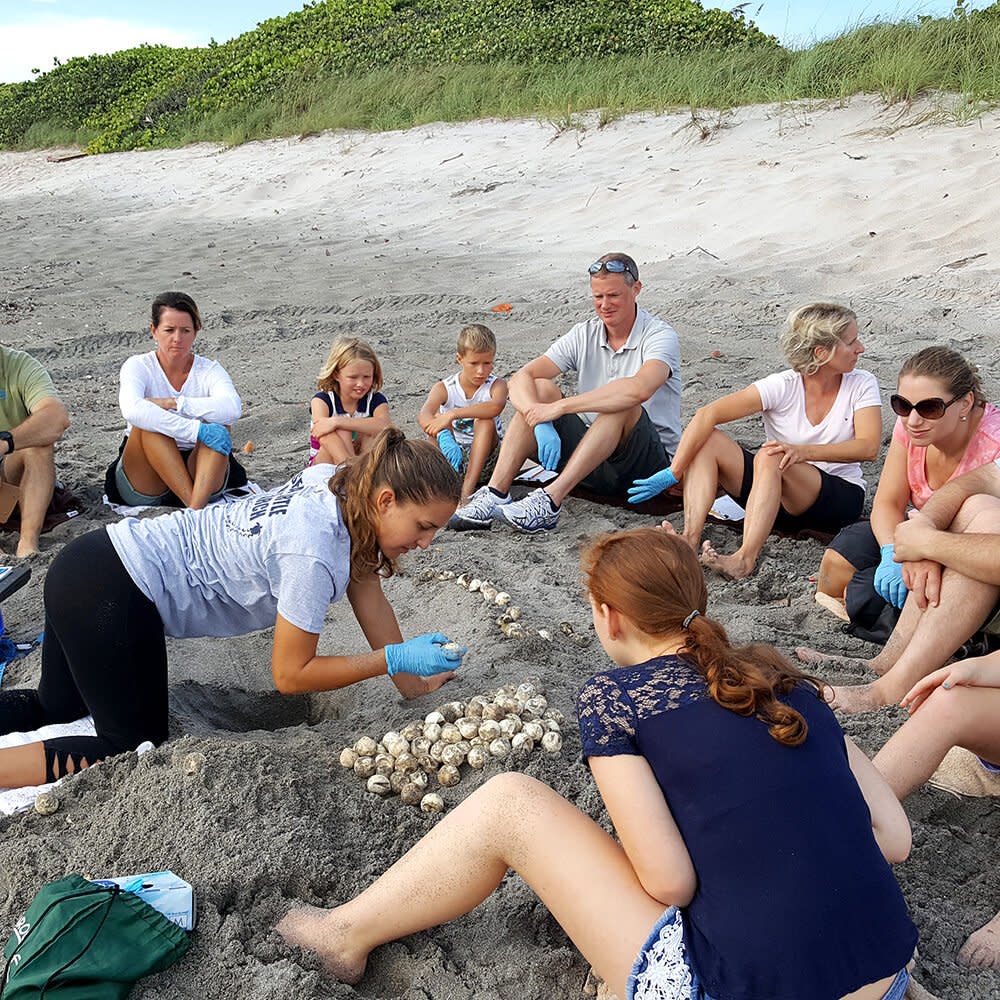 Hatchling Discovery at Loggerhead Marinelife Center photo