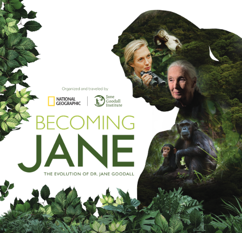 Becoming Jane: The Evolution of Dr. Jane Goodall photo