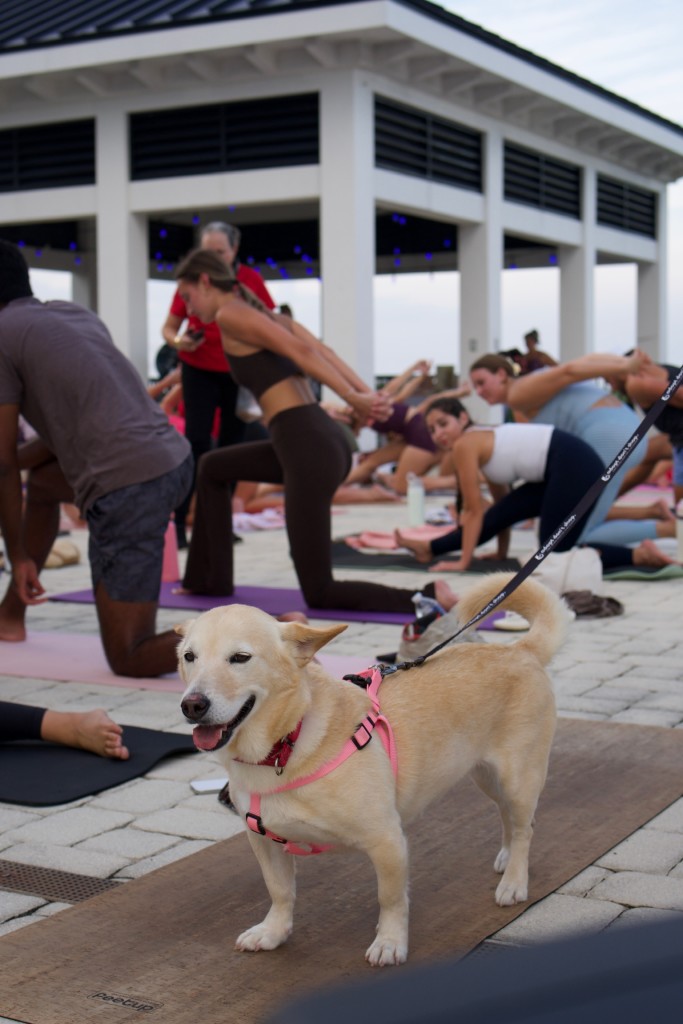 Foto de «Cachorros y yoga en la azotea»