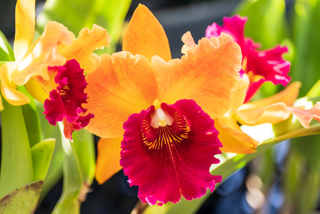 Foto vom Orchideen-Wochenende
