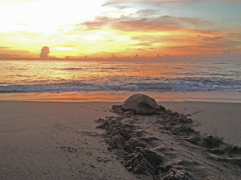 Guided Turtle Walk at Loggerhead Marinelife Center photo