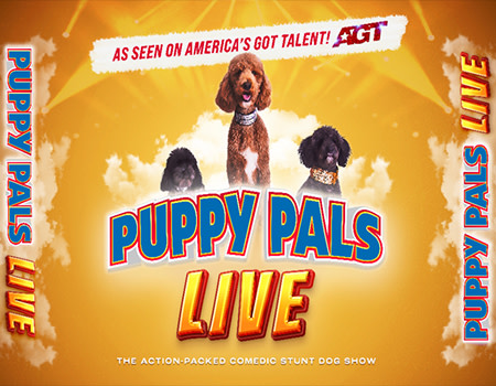 Puppy Pals LIVE photo