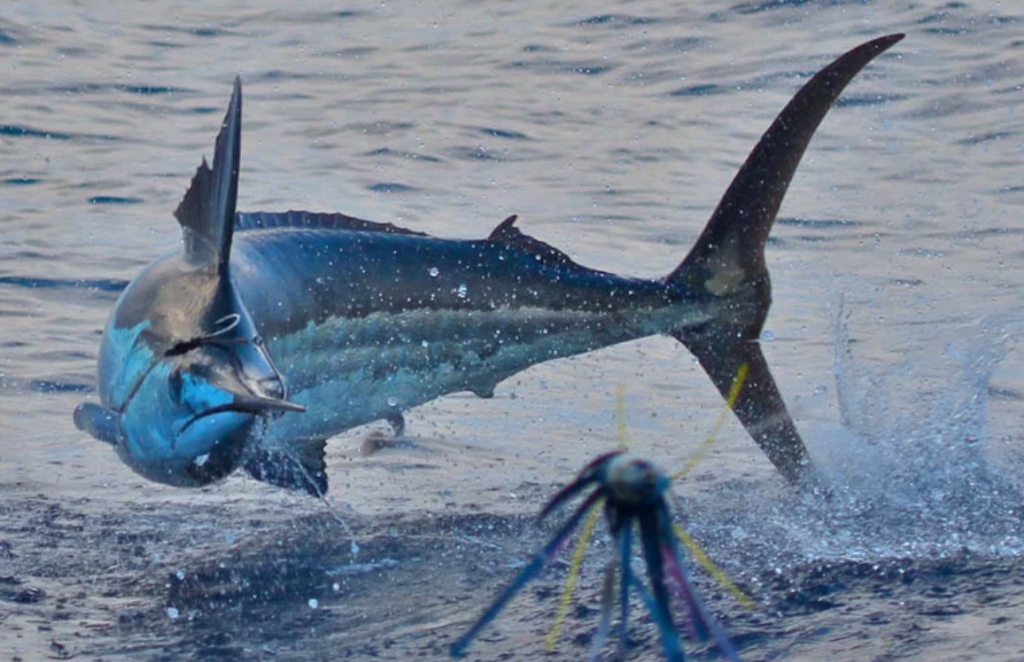 Annual Pensacola Ladies Billfish Tournament