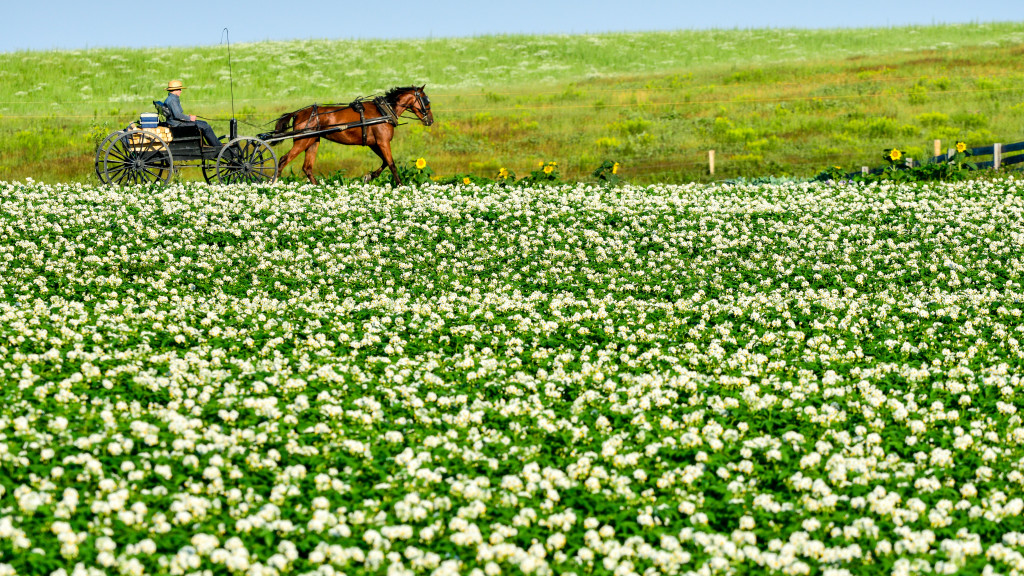 Horse and Flowers. Photo Credit: Paul Cyr