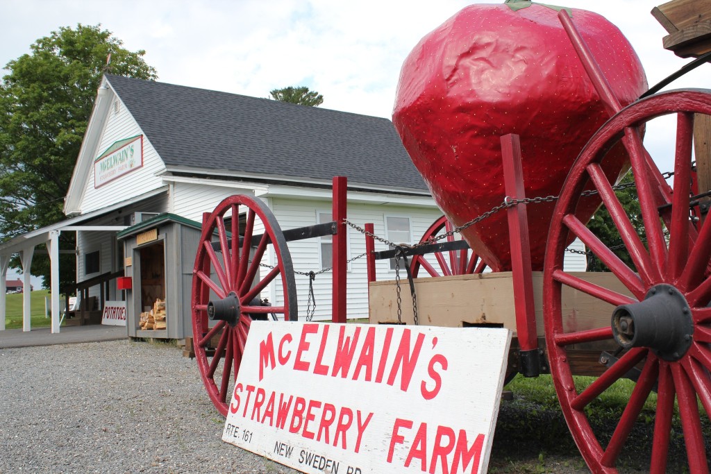 Strawberry Farm. Photo Credit: Aroostook County Tourism