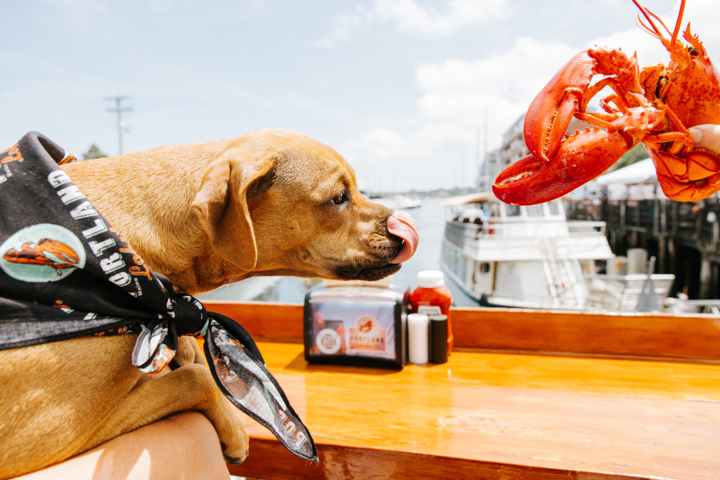 Dog with lobster. Photo Credit: Jamie Mercurio Photography