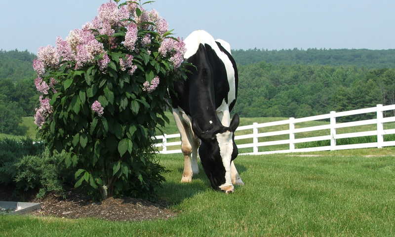 Cow. Photo Credit: Pineland Farms