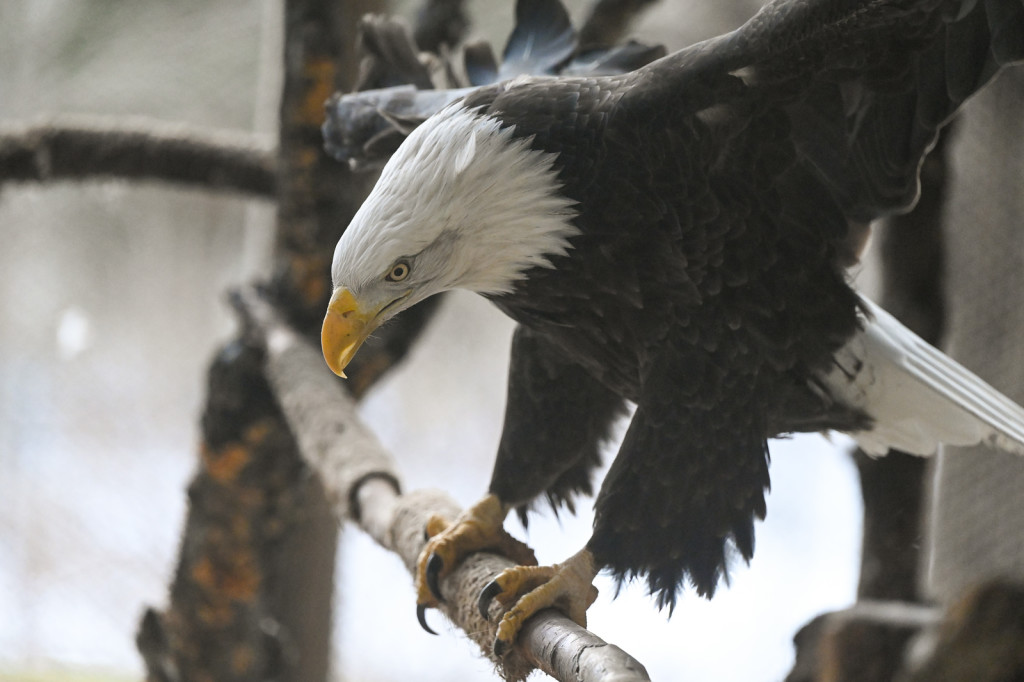 Eagle. Photo Credit: Maine Wildlife Park