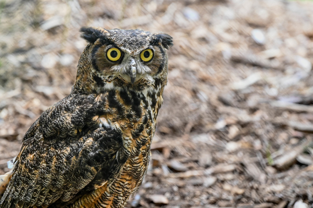 Owl. Photo Credit: Maine Wildlife Park