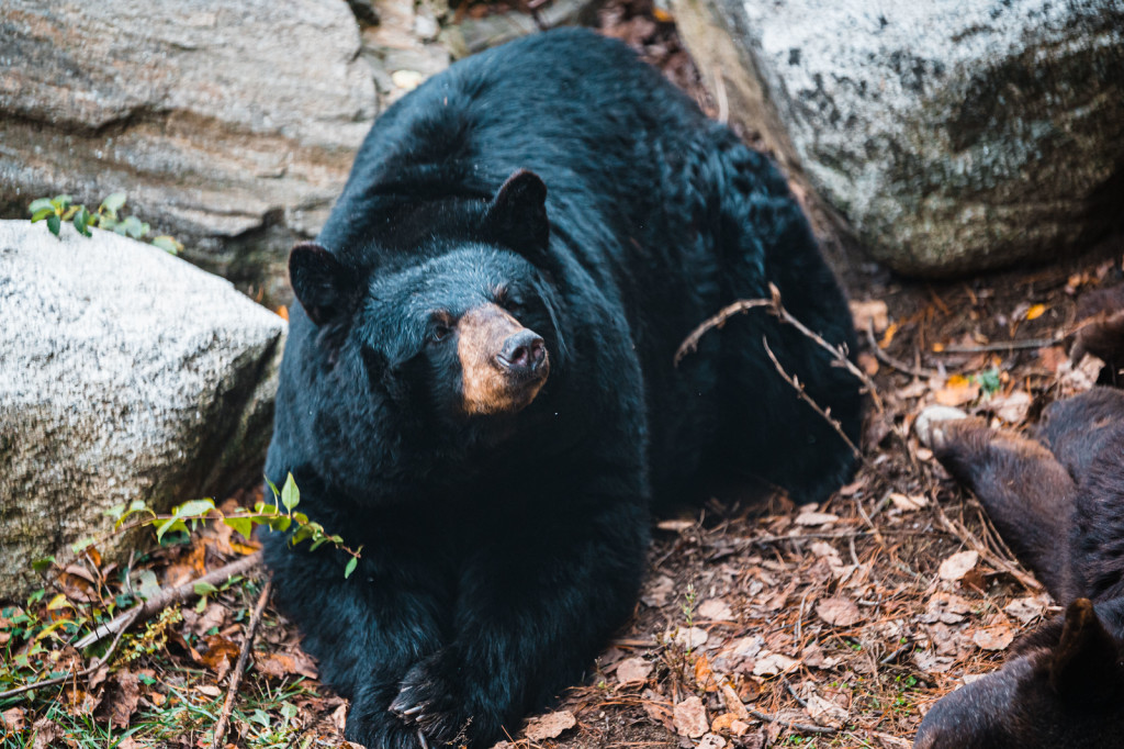 Black Bear. Photo Credit: Maine Wildlife Park