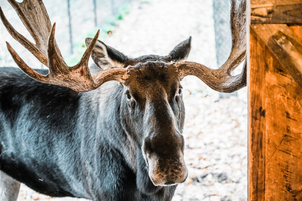 Moose. Photo Credit: Maine Wildlife Park