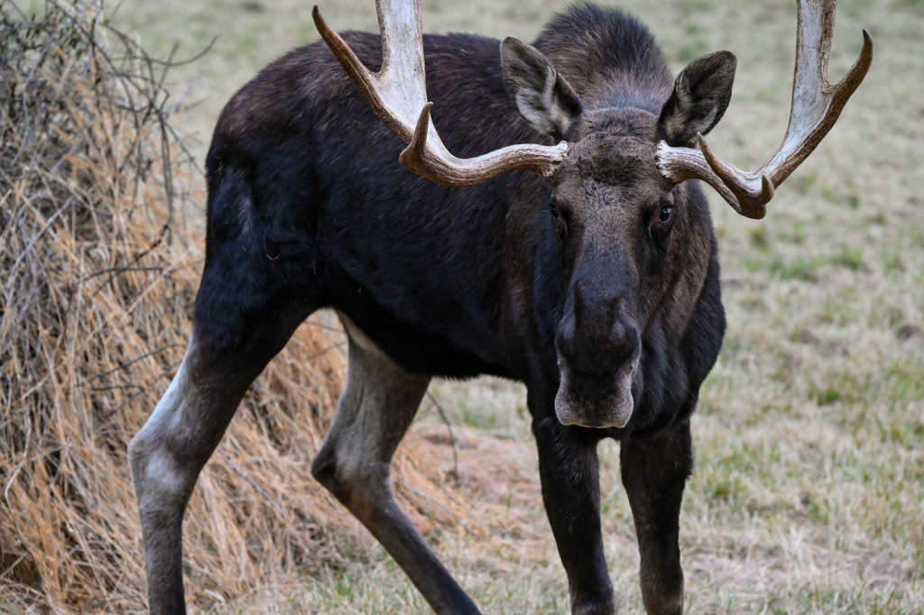 Moose. Photo Credit: Maine Wildlife Park