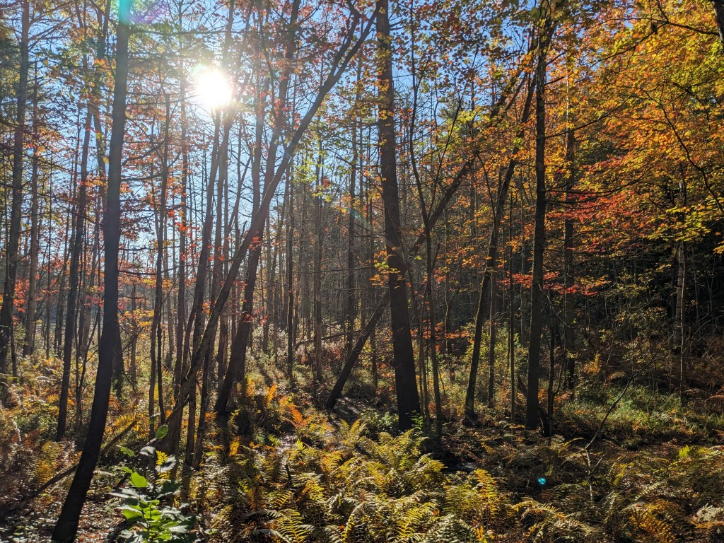 Forest. Photo Credit: Jeannie Christie