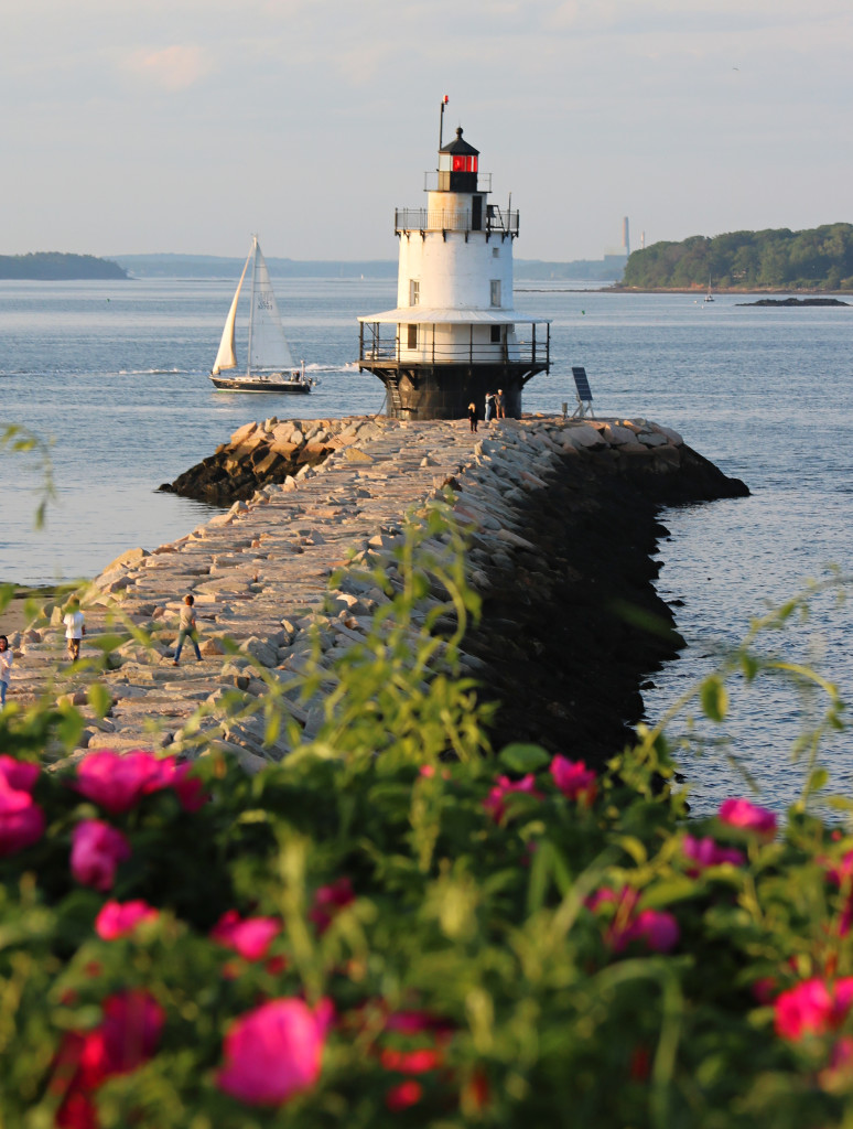 Beach Roses at Spring Point Ledge Light. Photo Credit: Christina Napoli