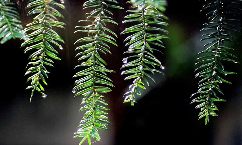 Pine Needles. Photo Credit: Green Tree Event Consultants