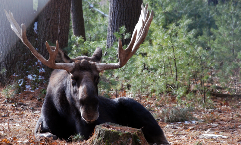 Moose. Photo Credit: Maine Wildlife Park