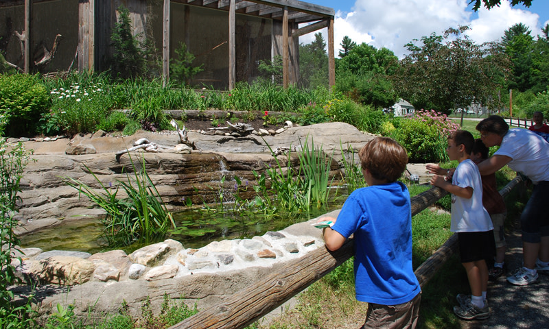 Kids looking at animals. Photo Credit: Maine Wildlife Park