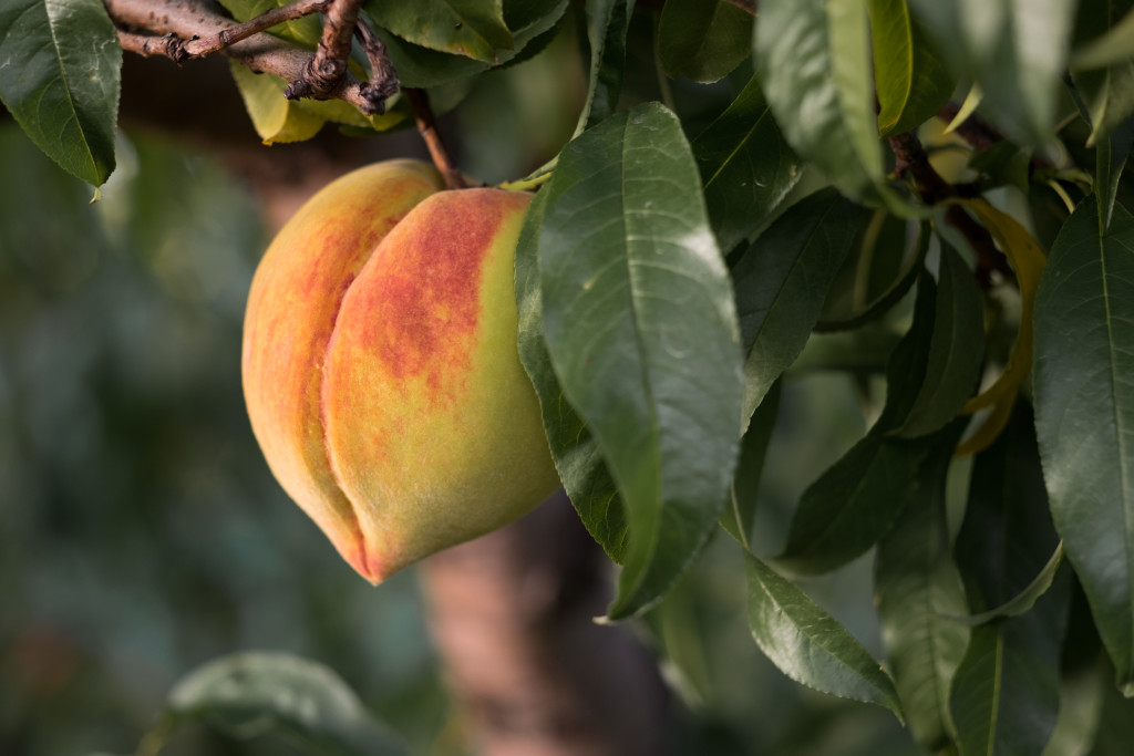 Hughey Farms - Peach