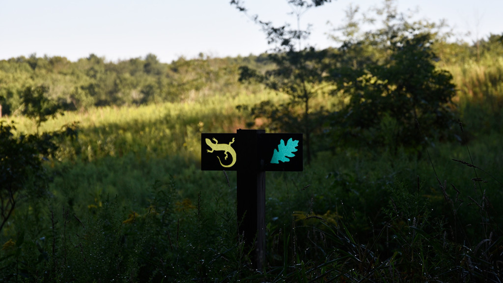 discovery-walk