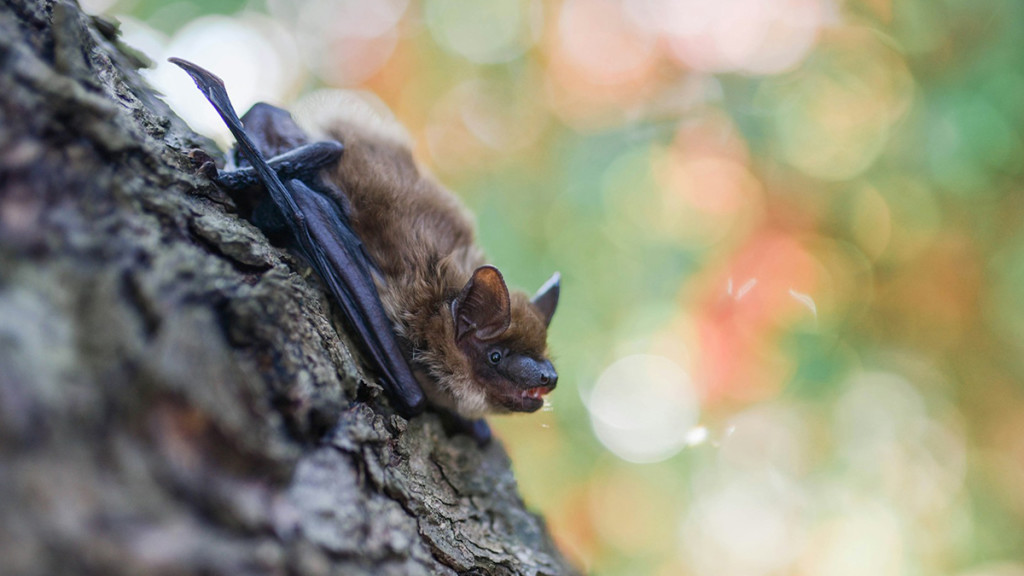 bat-tacular-program-with-optional-bat-walk