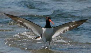 Birding Cruise on the Cape Fear