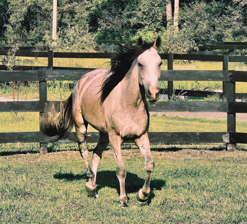 Riptide Stables & Family Farm – photo 12