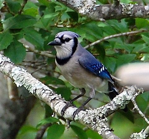 Cape Fear Audubon Society