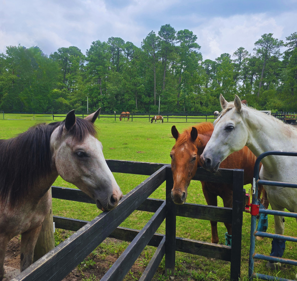 Riptide Stables & Family Farm – photo 13