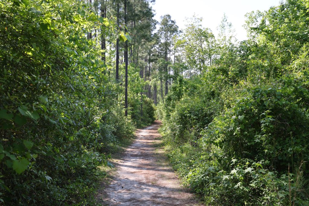 Abbey Preserve at Poplar Grove – photo 5