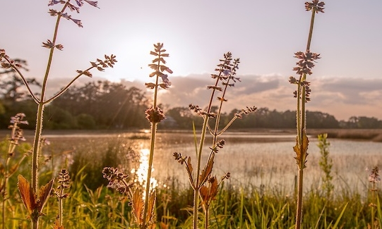 Bluethenthal Wildflower Preserve