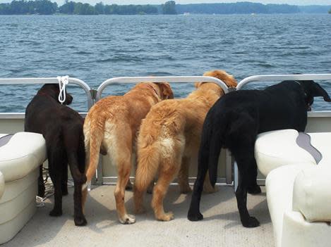 Carolina Beach Pontoon Rental – photo 2