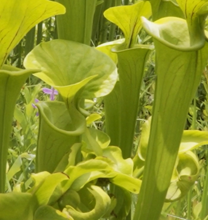Stanley Rehder Carnivorous Plant Garden – photo 6