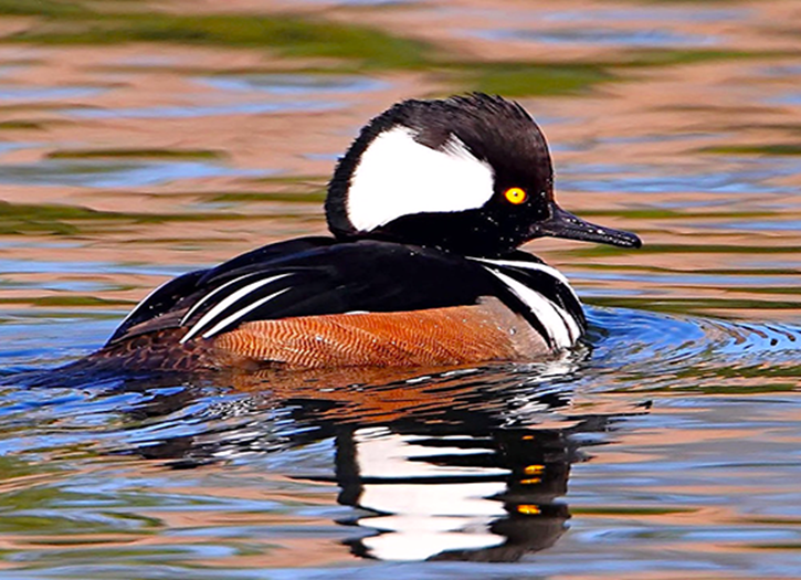 Recurring | Birding at Airlie Gardens
