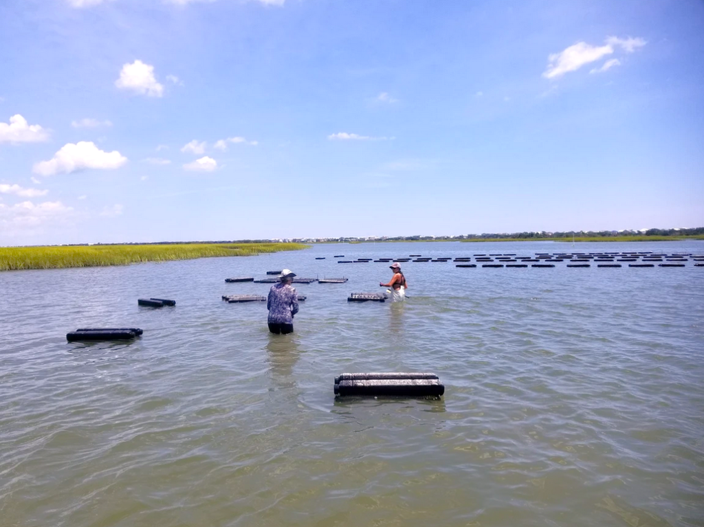 Coastal Eco Adventures – photo 5