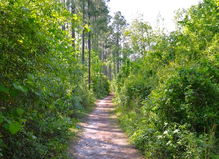 Abbey Preserve at Poplar Grove
