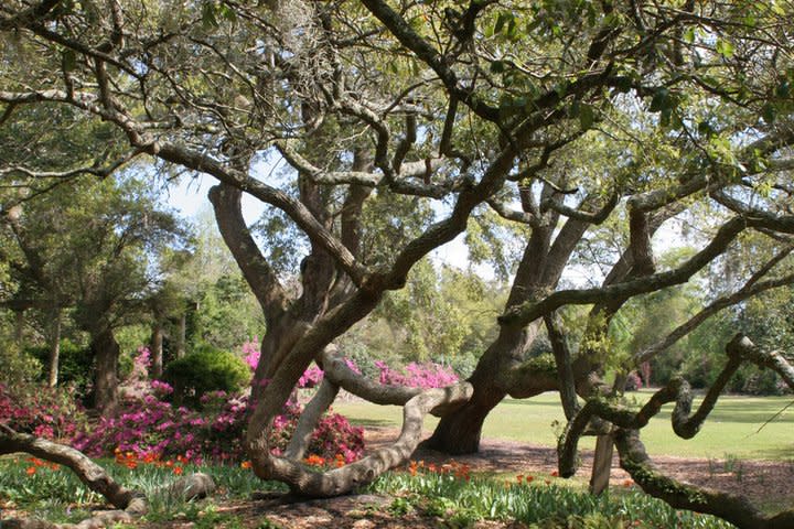 Airlie Gardens – photo 7