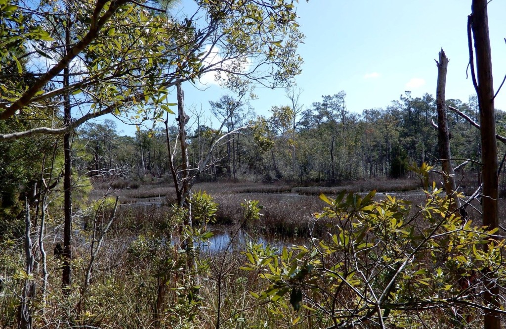 Carolina Beach State Park – photo 7