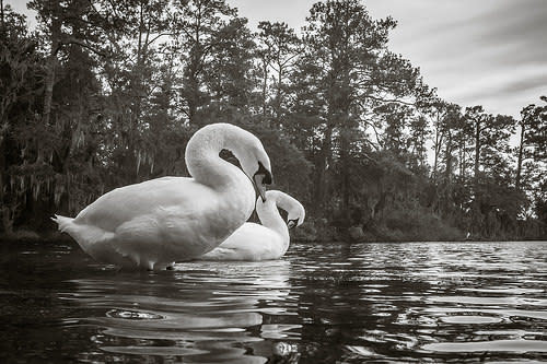 Airlie Gardens – photo 4