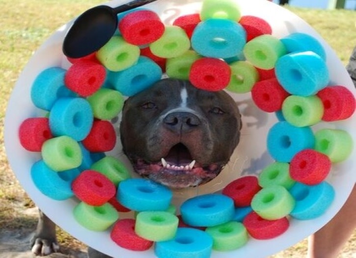 Annual Pets in the Park