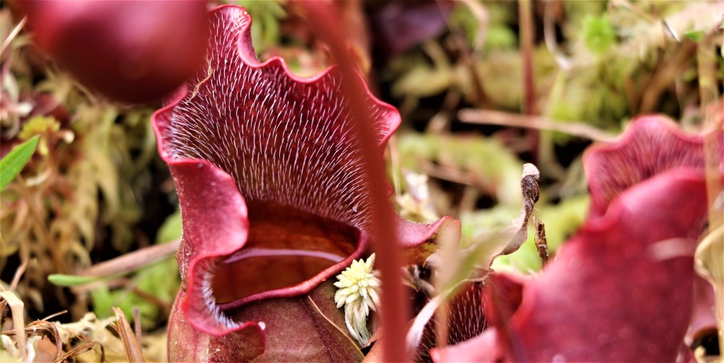 Stanley Rehder Carnivorous Plant Garden – photo 5