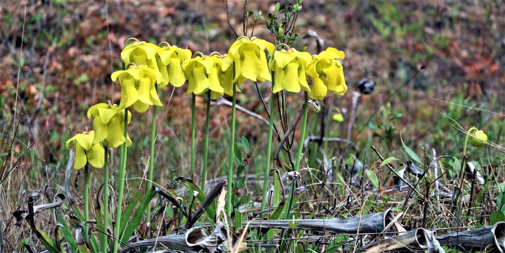 Stanley Rehder Carnivorous Plant Garden – photo 4