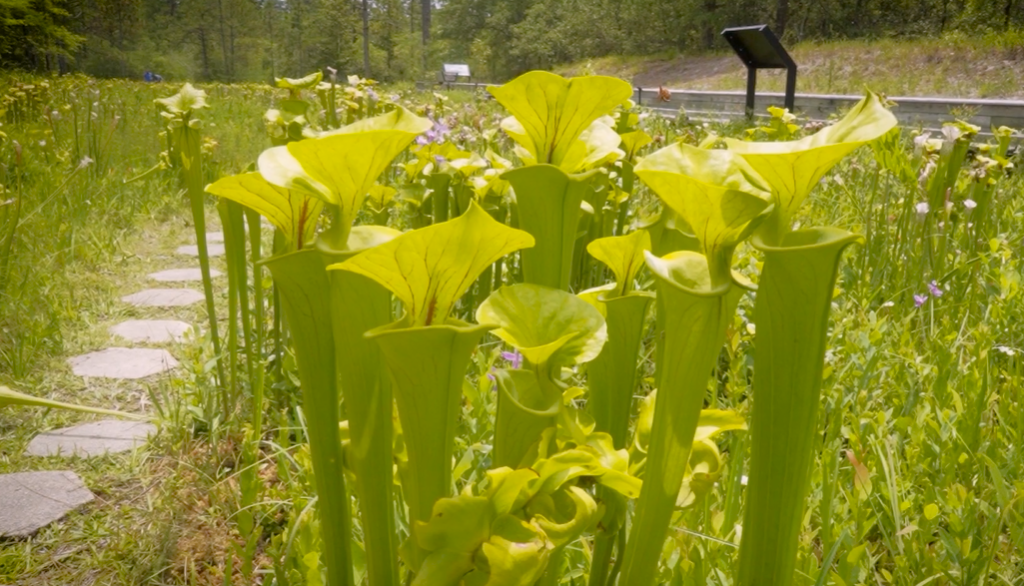 Stanley Rehder Carnivorous Plant Garden – photo 2