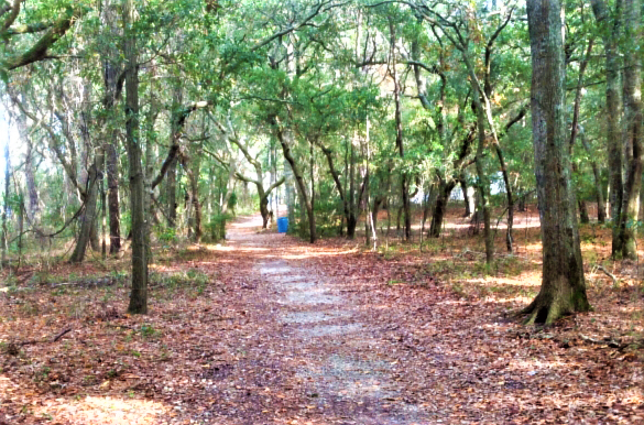Carolina Beach State Park – photo 4