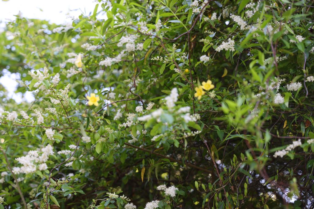 Abbey Preserve at Poplar Grove – photo 3
