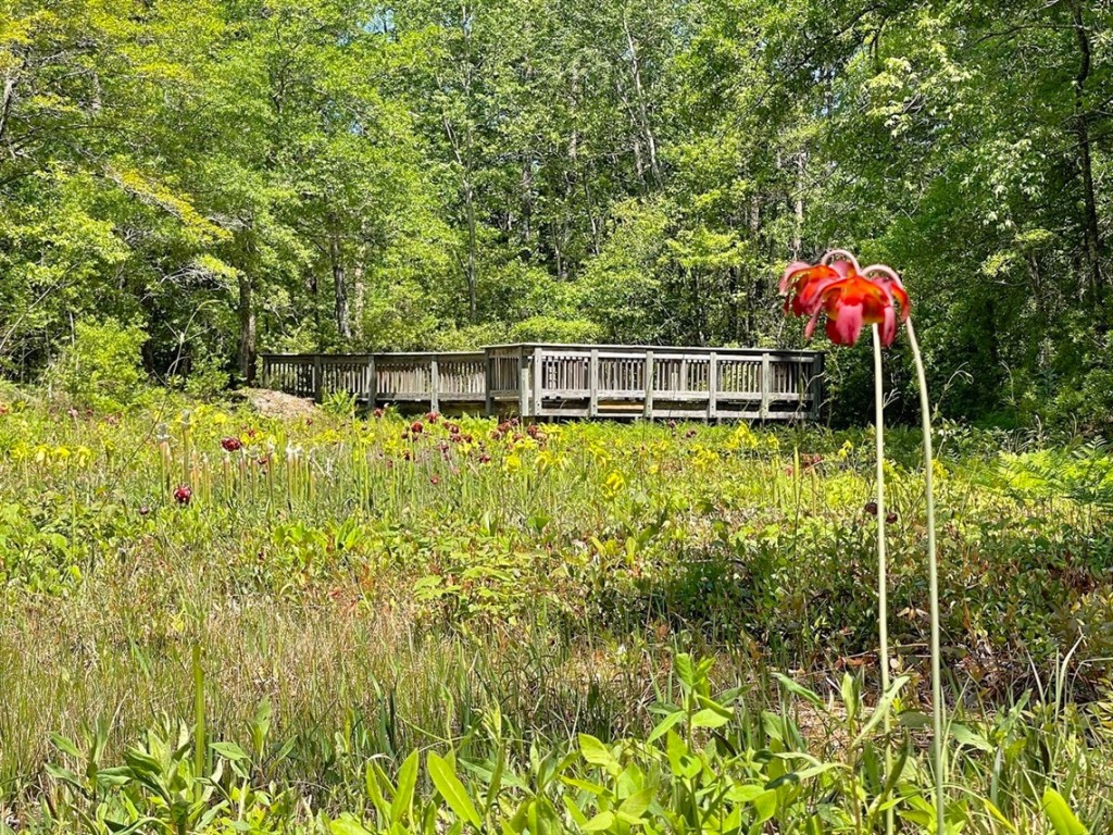 Stanley Rehder Carnivorous Plant Garden – photo 3