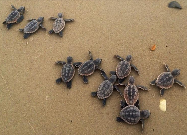 Wrightsville Beach Sea Turtle Project – photo 1